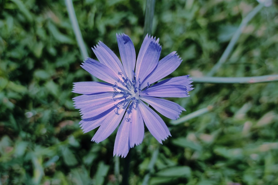 Photo cornflower color